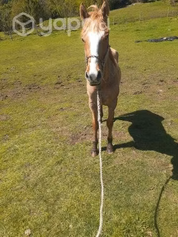 caballo de 3 años