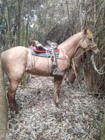 caballo de 3 años