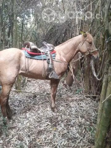 caballo de 3 años