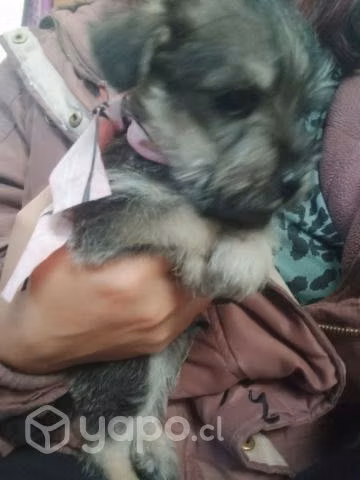 Regalo perritos - Imagen 3