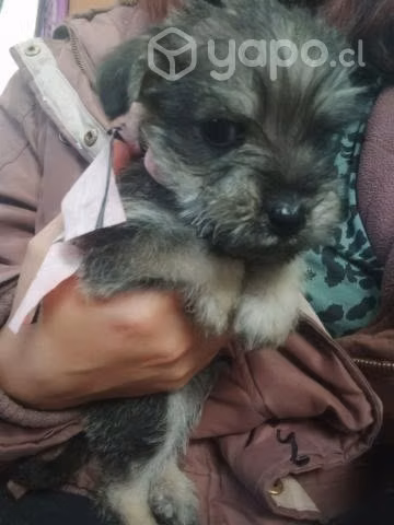 Regalo perritos - Imagen 2