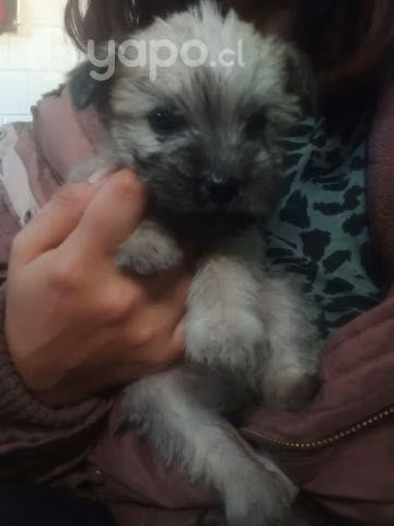Regalo perritos
