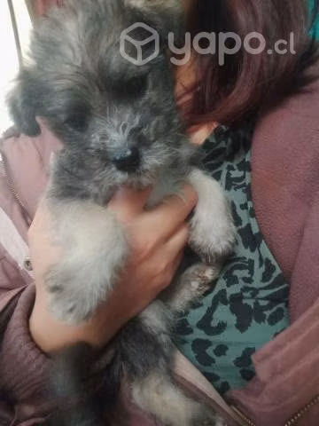 Regalo perritos - Imagen 5