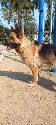 Pastora aleman inscrita busca novio