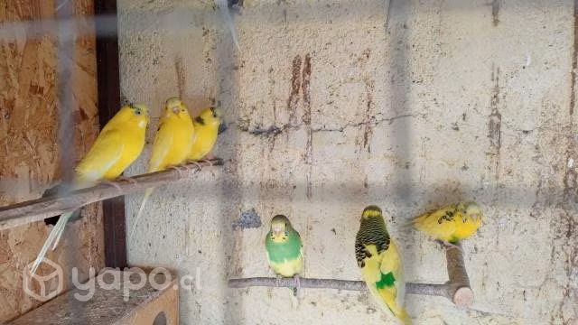 Aves nuevas