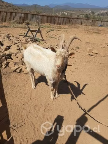 chivato