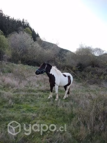 Poni petizo