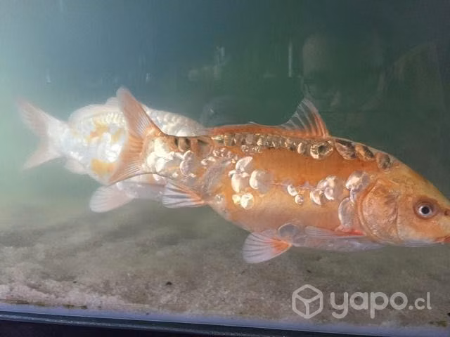 Peces Koi - Imagen 2