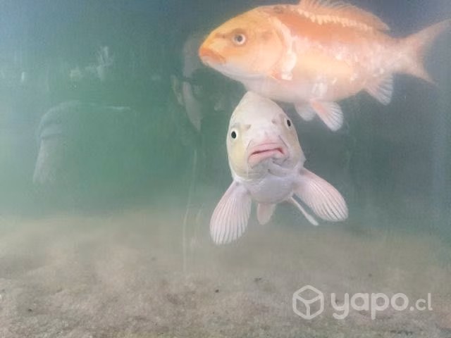 Peces Koi - Imagen 4