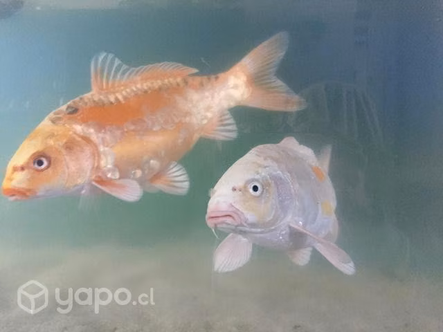 Peces Koi - Imagen 3
