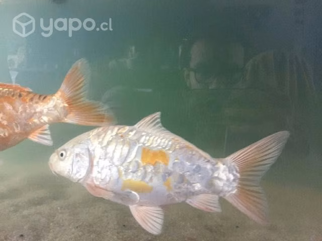 Peces Koi - Imagen 5
