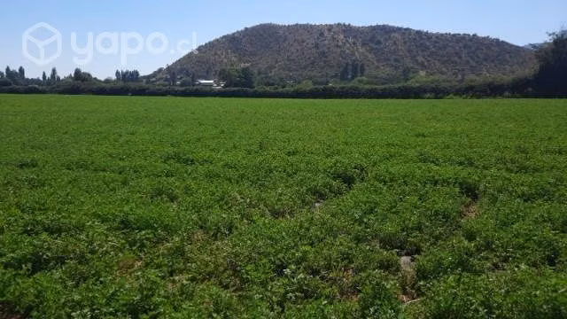 Fardos alfalfa