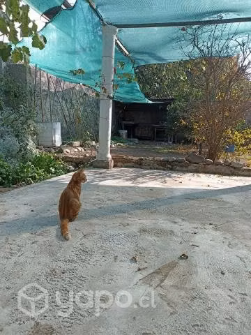Se regala hermosa gatita indoor