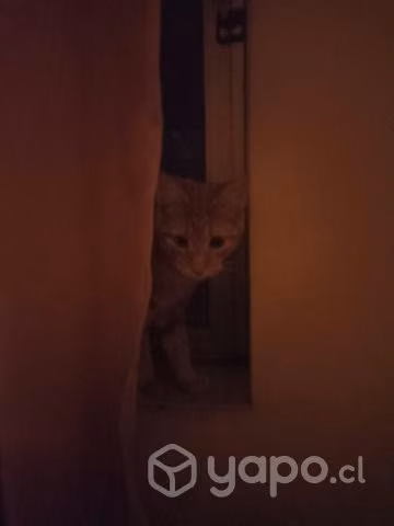 Se regala hermosa gatita indoor