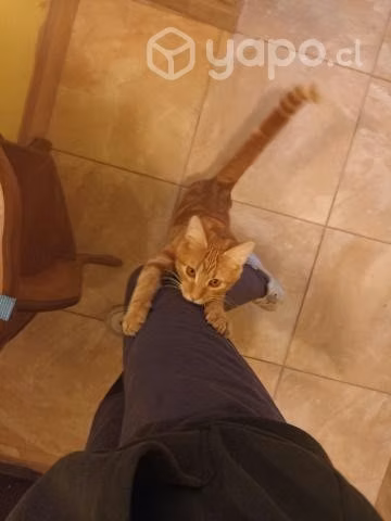 Se regala hermosa gatita indoor