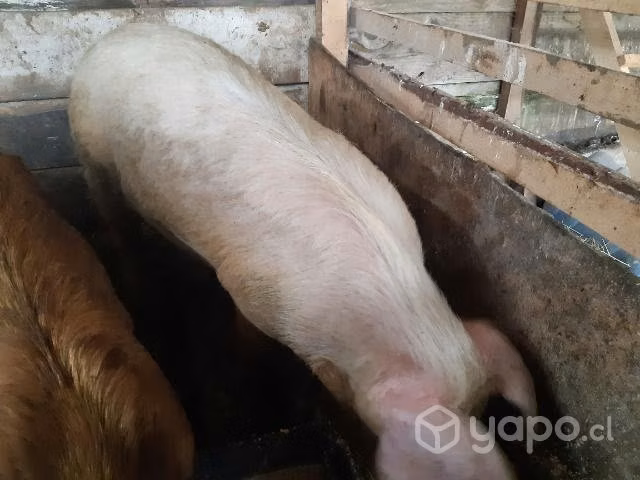Chancha de chiquero - Imagen 2