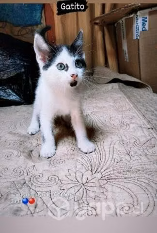 Se da en adopcion