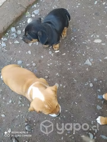 Regalo cachorros