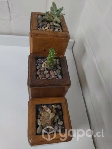 Maceteros de madera y suculentas
