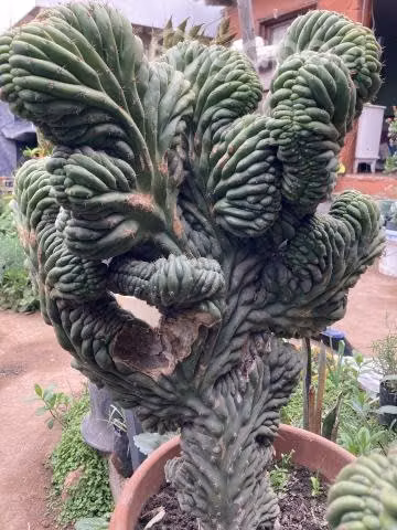 Cactus cerebro