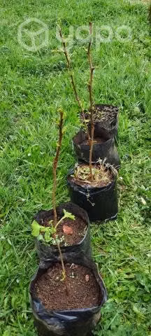 Ginko Biloba y Acer Japonico