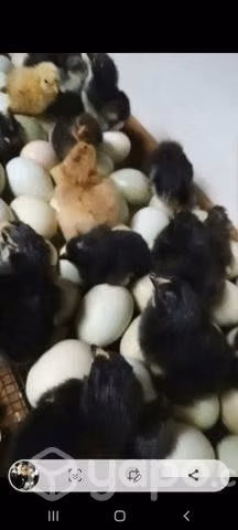 Gallinas pollitas collonca y araucana