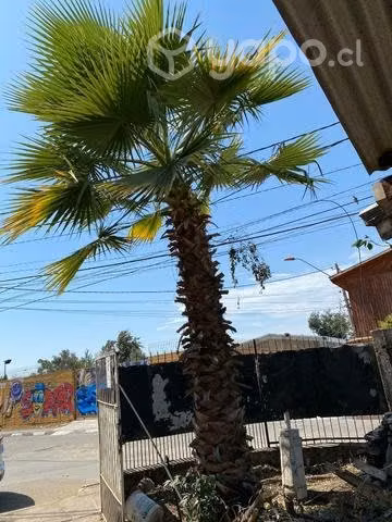 Palmera washingtonia grande 9mts aprox