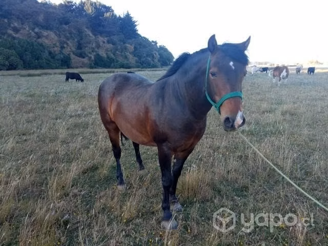 Caballo 7 años