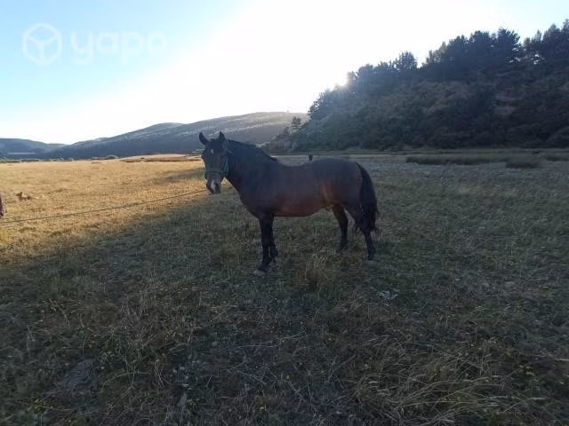 Caballo 7 años - Imagen 2
