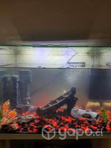 Acuario