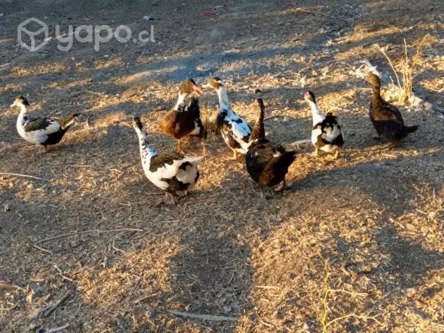 Patos y patas