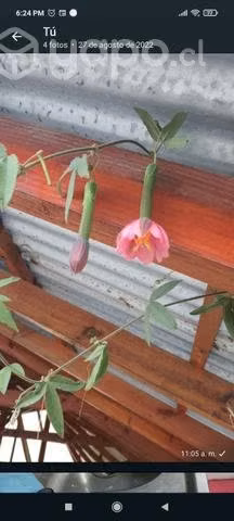 Plantas de maracuyá tumbo