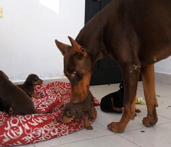 Dobermann cama da