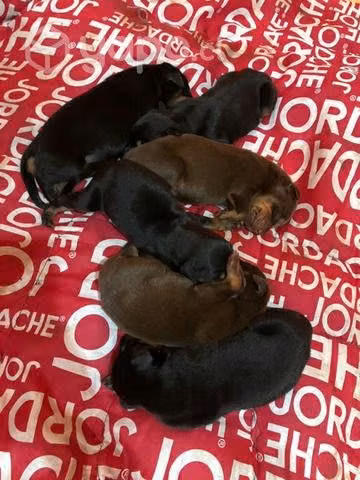 Dobermann cama da