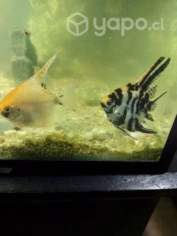 Venta Pareja Escalares peces