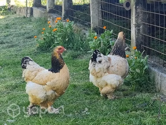 Huevos y pollita brahama