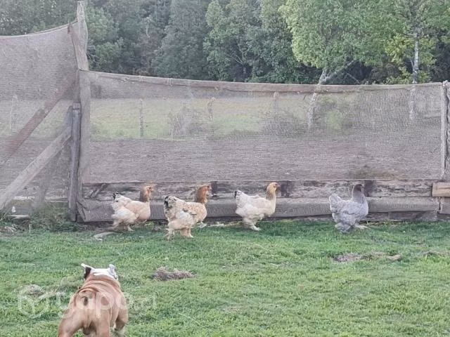 Huevos y pollita brahama