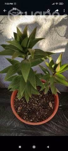 Plantas de lilium dobles