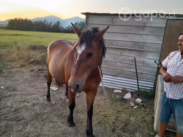 yegua preñada