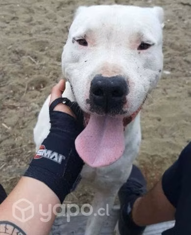 Dogo argentino para la cruza
