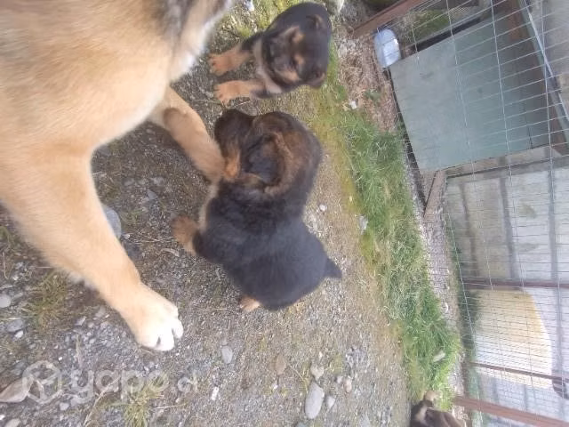 Se regalan perritos mezcla de pastor alemán