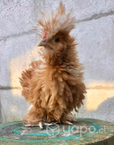 Gallitos patojos