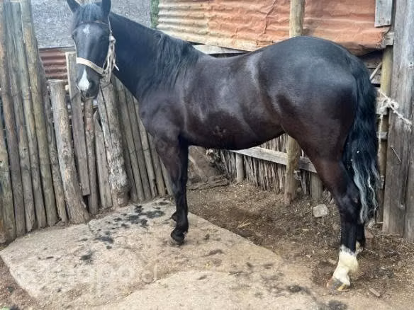 Animales inscritos