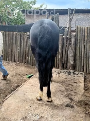 Animales inscritos