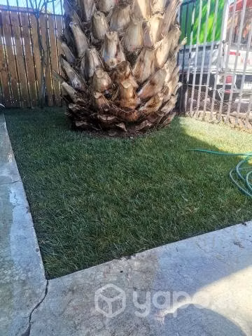 pasto alfombra