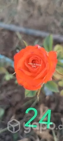 Rosas a raíz desnuda - Imagen 6