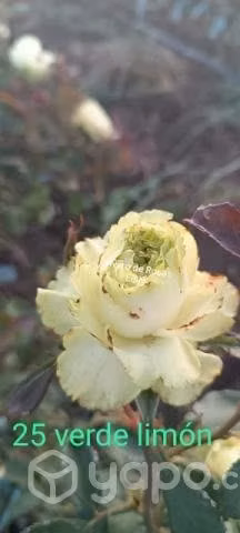 Rosas a raíz desnuda - Imagen 5