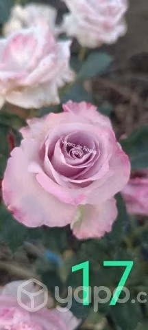 Rosas a raíz desnuda - Imagen 4