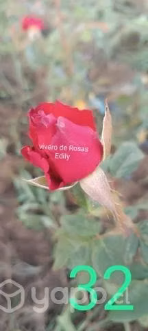 Rosas a raíz desnuda - Imagen 2
