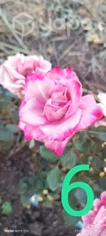 Rosas a raíz desnuda - Imagen 3